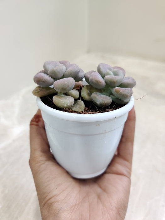Lush-green-Pachyveria-indoor-plant