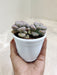 Lush-green-Pachyveria-indoor-plant