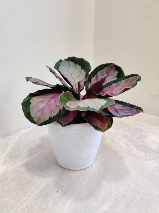 Rosy Calathea plant with pink highlights in a white pot