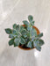 Echeveria 'Blue Prince' in Terracotta Pot Indoor Succulent