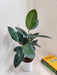 Lush Indoor Rubber Plant with Shiny Leaves