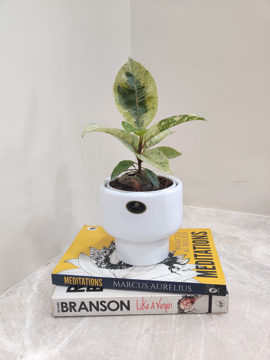 Lush Green Rubber Plant in Elegant White Pot