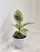 Compact Ficus Shivereana Rubber Plant in Pot