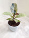 Ficus Elastica Indoor Plant in Small Pot