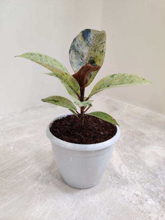 Petite Ficus Rubber Plant for Green Decor