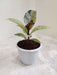Petite Ficus Rubber Plant for Green Decor