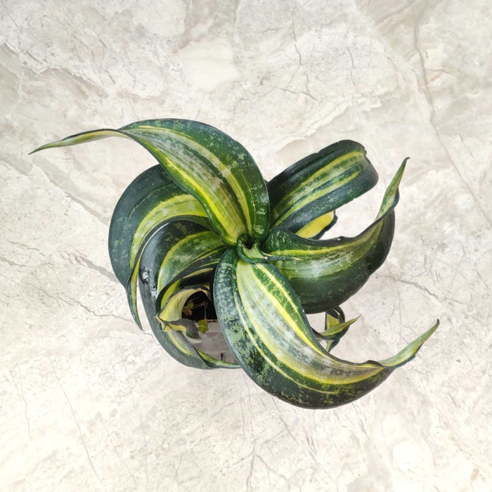 sansevieria-swirl-8.5cm-pot-indoor