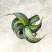 sansevieria-swirl-8.5cm-pot-indoor