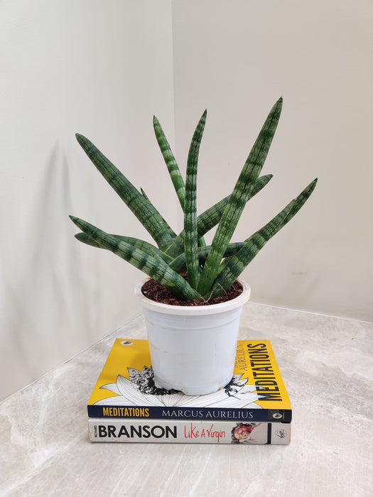 Indoor Air-Cleaning Cylindrica Boncel with Sturdy Leaves