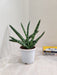 Tall Cylindrical Sansevieria Boncel Indoor Plant