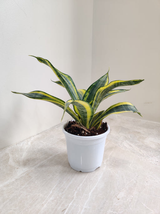 Sansevieria Crooked Indoor Plant in White Pot