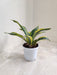 Sansevieria Crooked Indoor Plant in White Pot