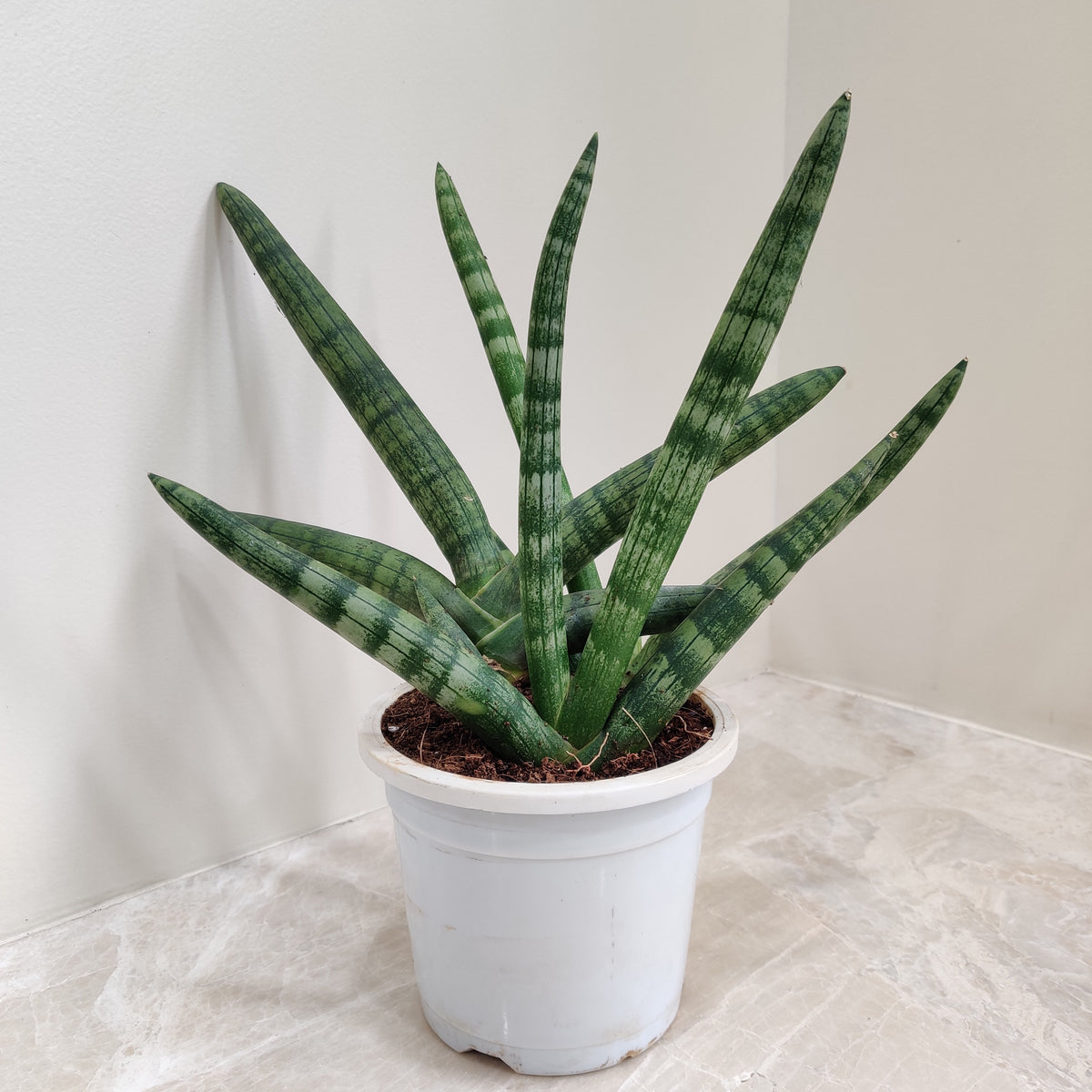 sansevieria cylindrica nz Sansevieria cylindrica Boncel, Cylindrical Snake Plant | Air-Purifying Indoor House Plant for Home & Office | Easy-Care, Low-Maintenance Plant