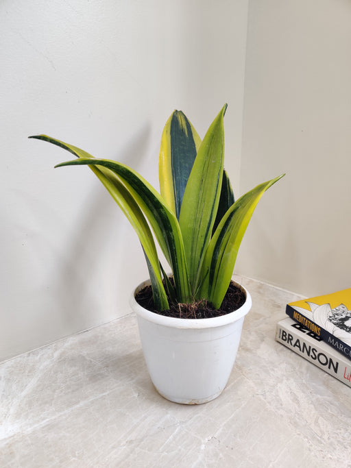 Air purifying indoor Sansevieria plant