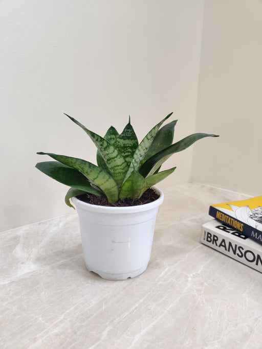Compact Hardy Sansevieria Indoor Plant