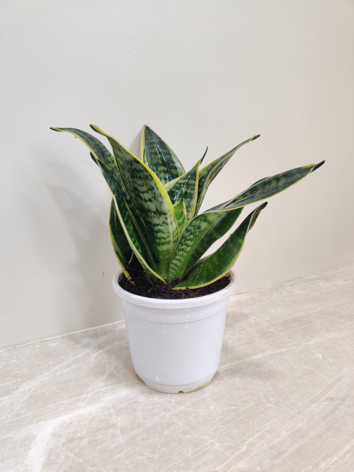Buy Snake Plant Superba Online India at Lowest Price – ChhajedGarden.com