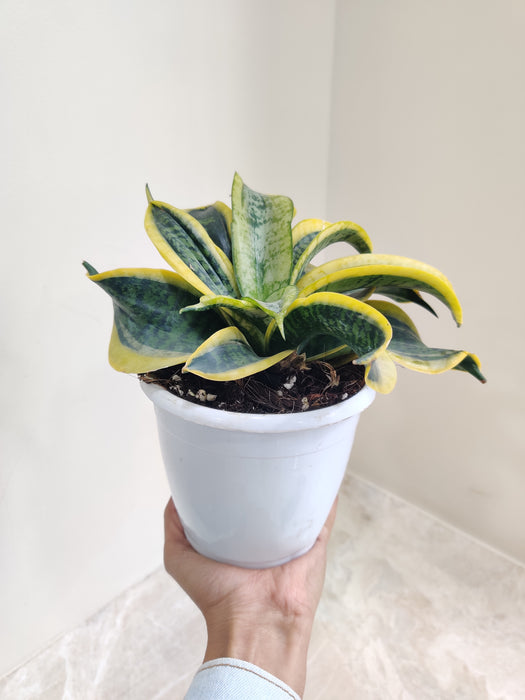 tornado snake plant Buy Sansevieria Tornado Plant Online India – ChhajedGarden.com