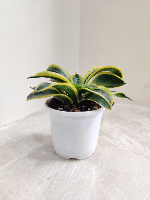 tornado snake plant Buy Rare Tornado Snake Plant Online India at Lowest Price – ChhajedGarden.com