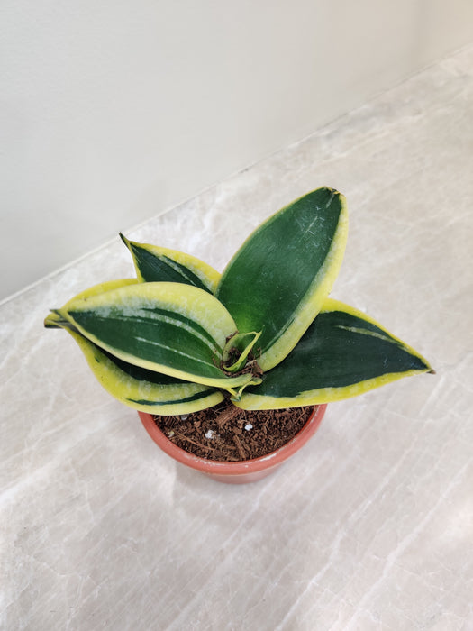 Air-purifying Indoor green and yellow Sansevieria