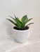 Indoor Decorative Sansevieria Trifasciata Plant