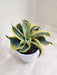 Decorative Yellow Green Sansevieria Plant for Home