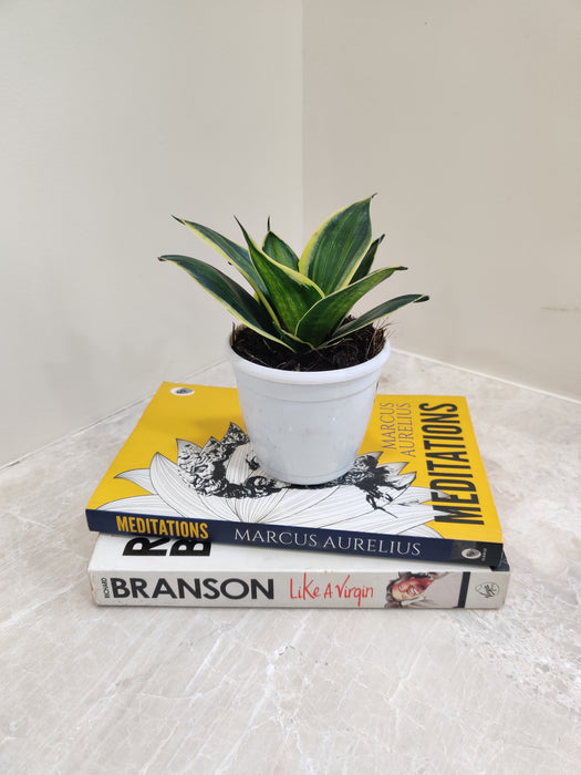 Variegated Sansevieria Indoor Houseplant