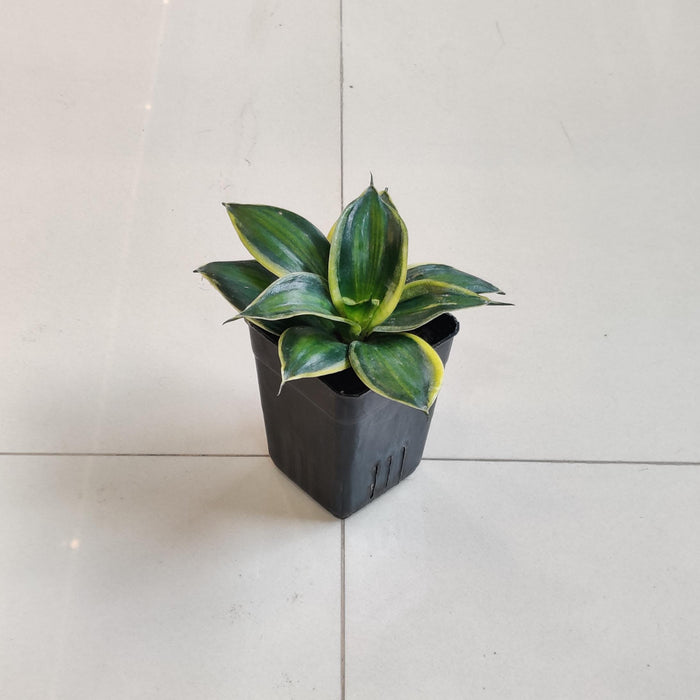 Sansevieria Star Stripes 8.5 cm pot