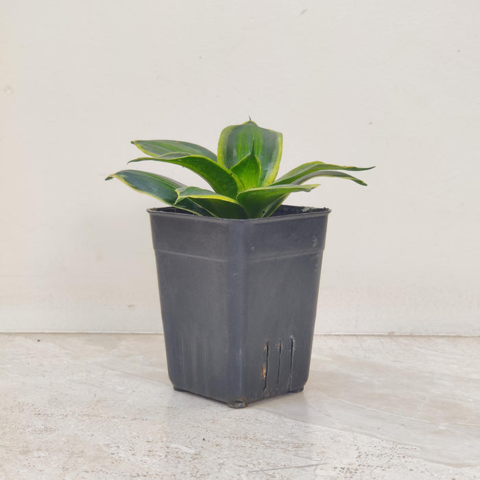 Sansevieria Star Stripes 8.5 cm pot