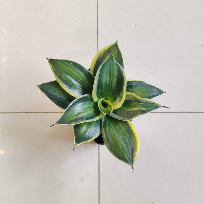 Sansevieria Star Stripes 8.5 cm pot