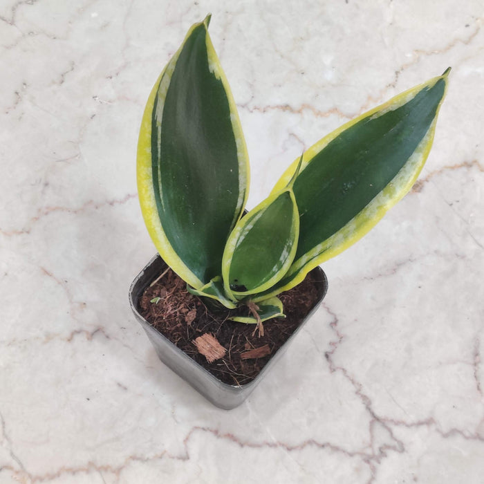 Sansevieria Trifasciata Black Gold 8.5 cm pot