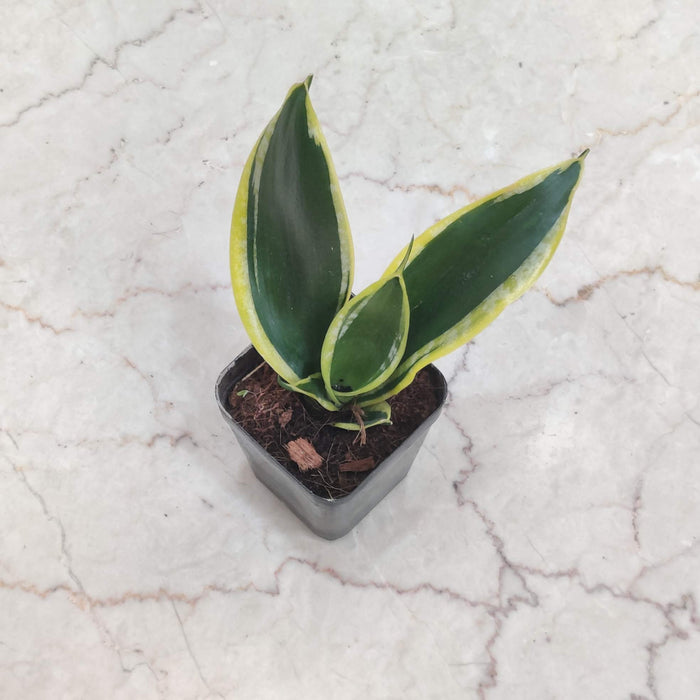 Sansevieria Trifasciata Black Gold 8.5 cm pot