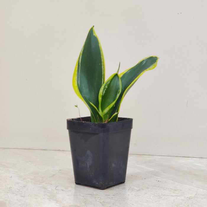 Sansevieria Trifasciata Black Gold 8.5 cm pot