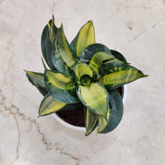 Sansevieria 'Bird's Nest' Plant 12 cm pot