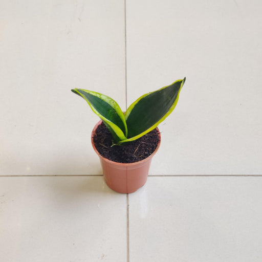 Sansevieria Black Gold 5.5 cm pot
