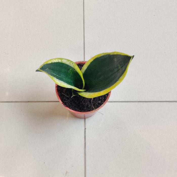 Sansevieria Black Gold 5.5 cm pot
