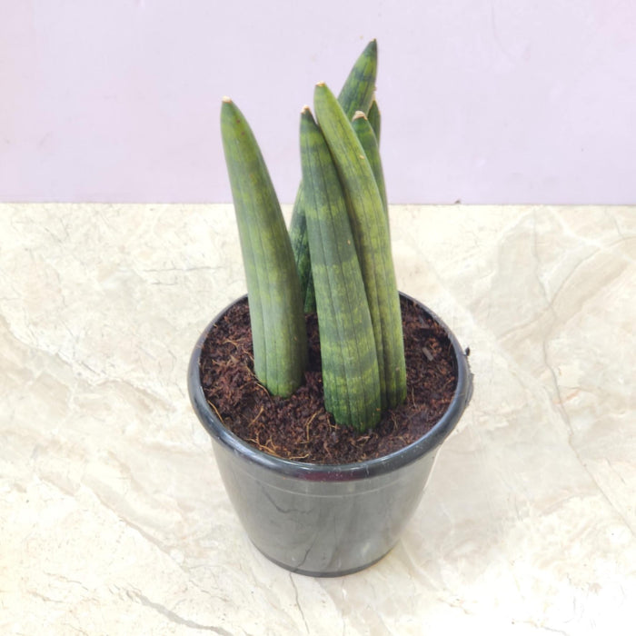 Sansevieria  Boncel Plant 12 cm pot
