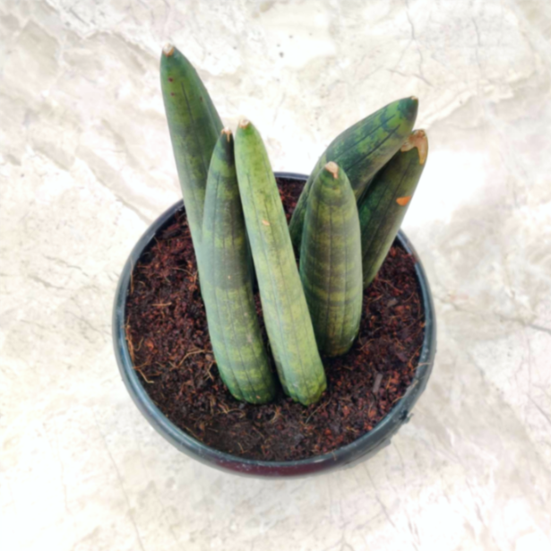 Sansevieria  Boncel Plant 12 cm pot