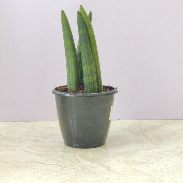 Sansevieria  Boncel Plant 12 cm pot