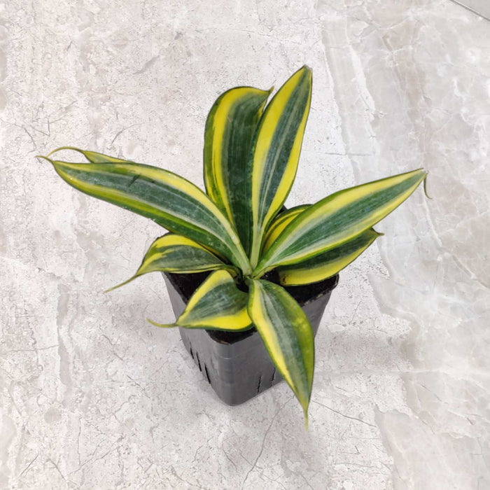 Sansevieria Crooked Plant In 8.5 cm pot