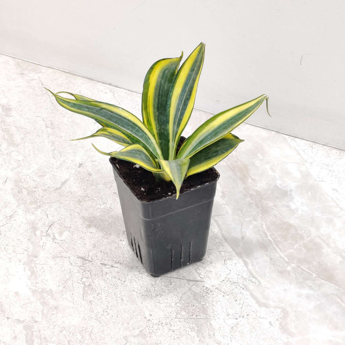 Sansevieria Crooked Plant In 8.5 cm pot