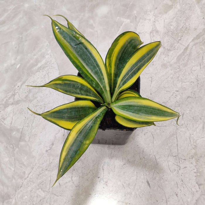 Sansevieria Crooked Plant In 8.5 cm pot