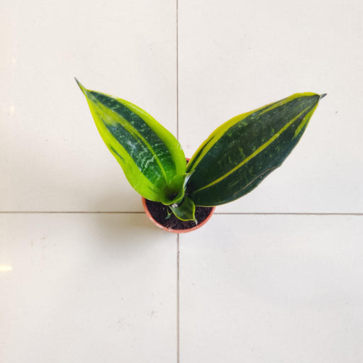 Sansevieria 'Golden Flame' 5.5 cm pot
