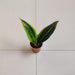 Sansevieria 'Golden Flame' 5.5 cm pot
