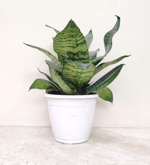 Sansevieria Green Plant In 12 cm pot