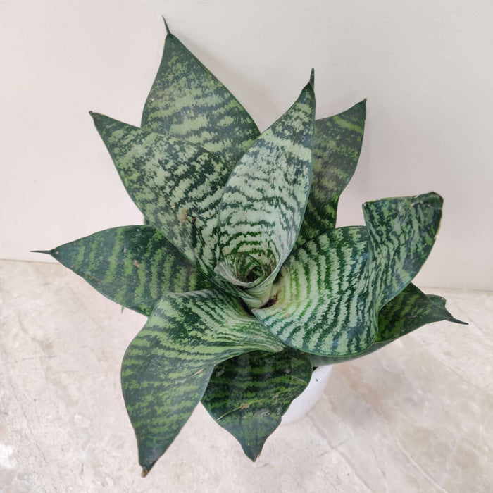 Sansevieria Green Plant In 12 cm pot