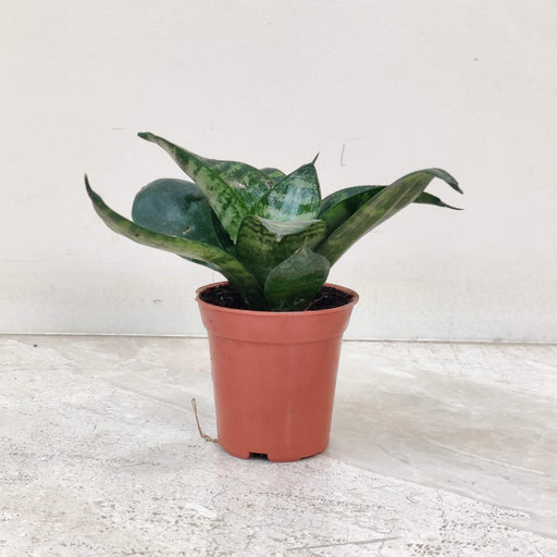 Sansevieria Green Dwarf 5.5 cm pot
