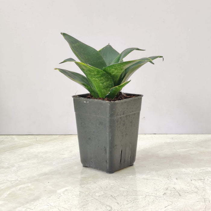 Sansevieria (Snake Plant) Green Dwarf Plant