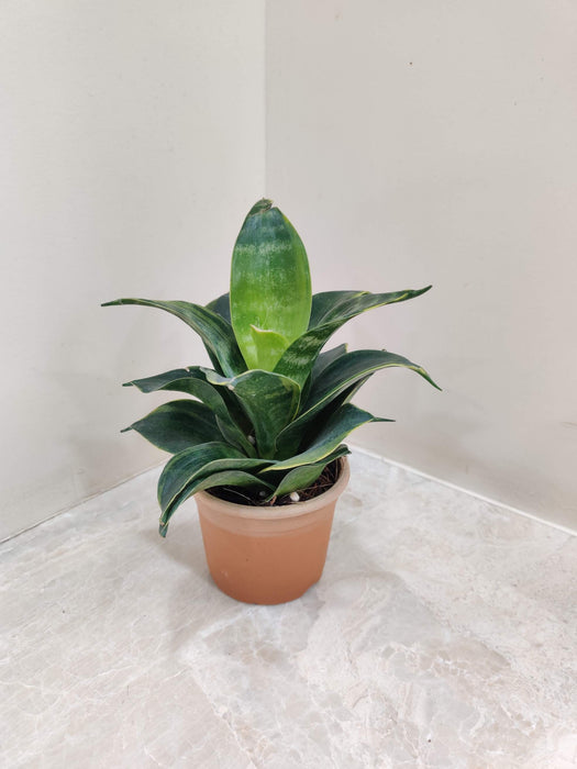 Sansevieria Green Variegated Plant In 8.5 cm pot