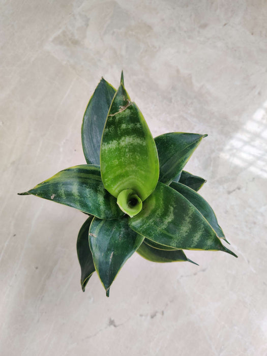 Sansevieria Green Variegated Plant In 8.5 cm pot