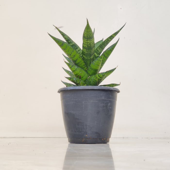 Sansevieria Hybrida Pagoda 12 cm pot